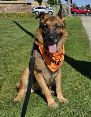 A German Shepherd wearing an orange "Adopt Me" bandana sits on grass near a sidewalk, with a leash attached to its harness.