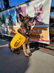 A German Shepherd wearing a yellow "Adopt Me" vest sits on a sidewalk in front of a German Shepherd rescue banner.