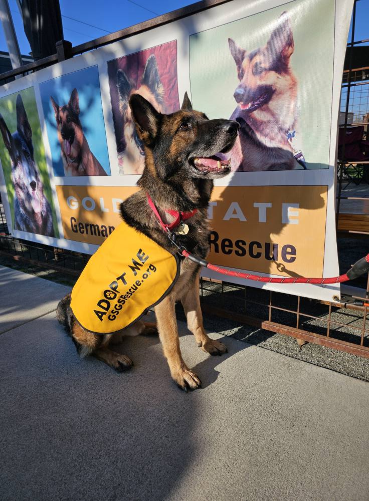 hudson_Sacyard A German Shepherd wearing a yellow "Adopt Me" vest sits on a sidewalk in front of a German Shepherd rescue banner.