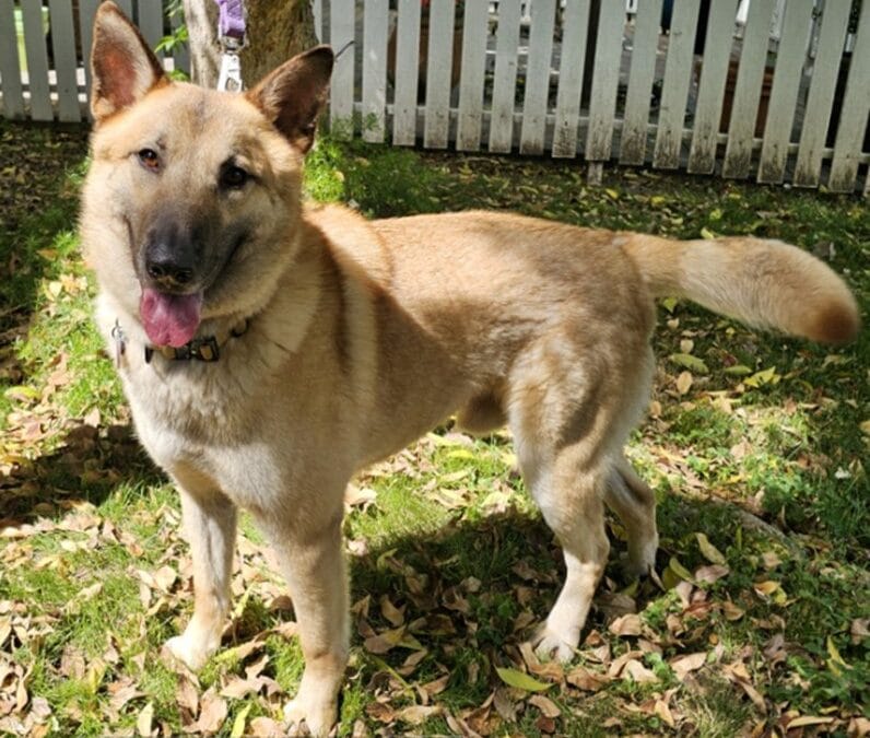 A tan and brown dog with pointed ears stands on grass covered with fallen leaves, in front of a white picket fence, looking at the camera with its mouth open and tongue out.