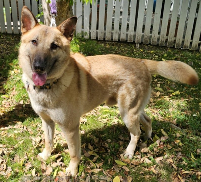 barrett A tan and brown dog with pointed ears stands on grass covered with fallen leaves, in front of a white picket fence, looking at the camera with its mouth open and tongue out.
